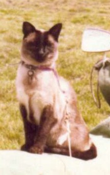 Koshka Periwinkle Woodward Koshka Periwinkle Woodward