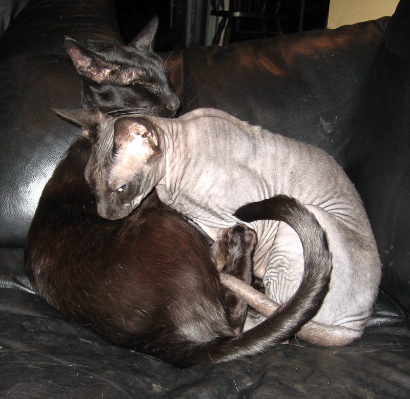 The very best of friends