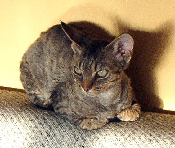 Snugglebugs Quince